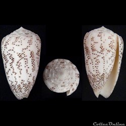 Puncticulis arenatus arenatus (Hwass in Bruguière, 1792)