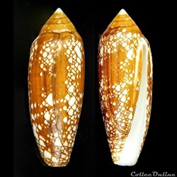 Darioconus gracianus (da Motta & Blocher, 1982)