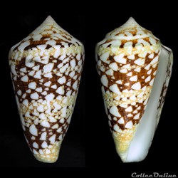 Cylindrus ammiralis (Linnaeus, 1758)