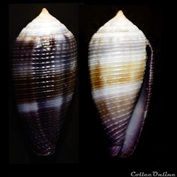 Leporiconus glans (Hwass in Bruguière, 1792)