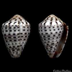 Virroconus (Miliariconus) taeniatus (Hwass, 1792)