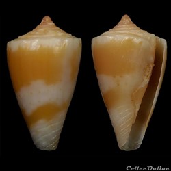 Dauciconus (Purpuriconus) magellanicus (Hwass, 1792)