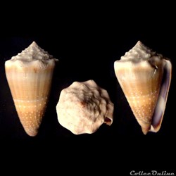 Lividoconus ( Lividoconus) lividus (Hwass in Bruguière, 1792)