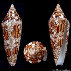 Cylindrus bengalensis (Okutani, 1968)