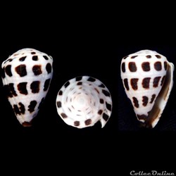 Virroconus ebraeus (Linnaeus, 1758)