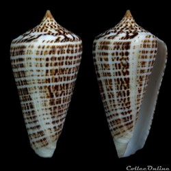 Lindaconus lorenzianus (Dillwyn, 1817)