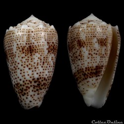 Puncticulis arenatus bizona (Coomans, Moolenbeck &, Wils, 1981)