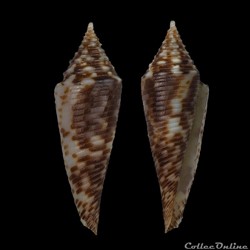 Fusiconus (Fusiconus) hopwoodi (J. R. le B. Tomlin, 1936)