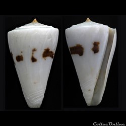Kioconus malacanus (Hwass in Bruguière, 1792)