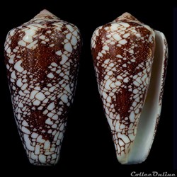 Darioconus pennaceus pennaceus (Born, 1778)