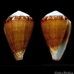 Lautoconus (Africonus) condei (Afonso & Monteiro, 2014)