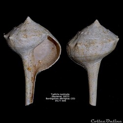 Tudicla rusticula (Basterot, 1825) fossile