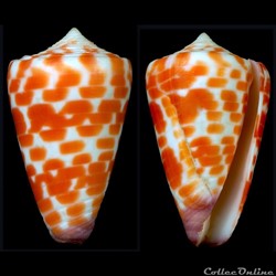 Tesseliconus edaphus (Dall, 1910)