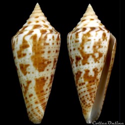 Dauciconus (Dauciconus) scalarissimus (Petuch, 1986)