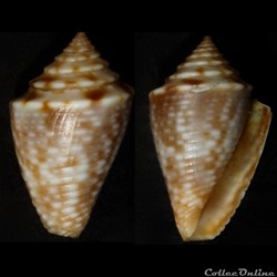 Ximeniconus (Jaspidiconus) jaspideus (Gmelin, 1791)