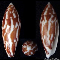 Mitraconus cylindraceus (Broderip & Sowerby I, 1830)