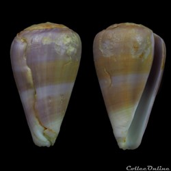Lautoconus (Pseudonoduloconus) carnalis (Sowerby III, 1879)