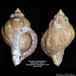 Vitularia linguabovis ( Basterot 1825)