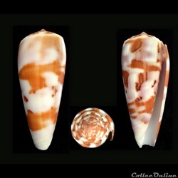 Pionoconus gubernator (Hwass in Bruguière, 1792)