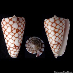 Eugeniconus marchionatus (Hinds, 1843)