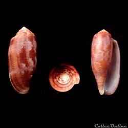 Gastridium obscurum (Sowerby I & II, 1833)