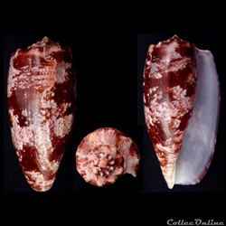 Gastridium geographus (Linnaeus, 1758)