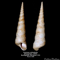 Protoma cathedralis (Brongniart, 1856)