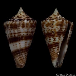 Conasprella wakayamaensis (Kuroda, 1956)