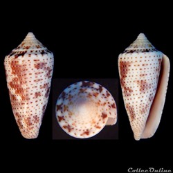 Ximeniconus (Ximeniconus) ximenes (Gray, 1839)