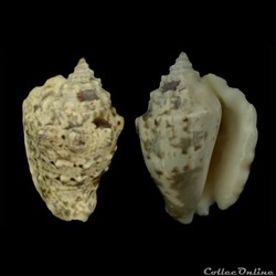 Lentigo lentiginosus (Linnaeus, 1758)