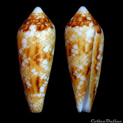 Darioconus auricomus (Hwass, 1792)