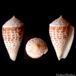 Phasmoconus (Fulgiconus) cebuensis (Wills, 1990)