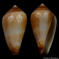 Californiconus californicus (Reeve, 1844)