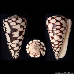 Conus marmoreus (Linnaeus, 1758)