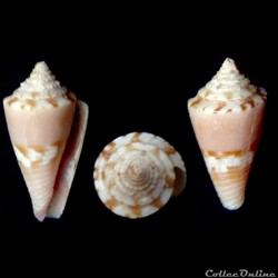 Conasprella articulata (Sowerby II, 1873)