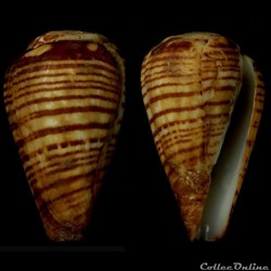 Lautoconus (Varioconus) cf. chytreus (Melvill, 1884)