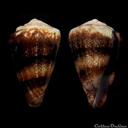 Lautoconus (Africonus) cagarralensis (Cossignani, 2014)
