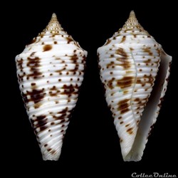 Conasprella geeraertsi ( Poppe & Tagaro, 2017)