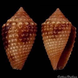 Ximeniconus (Jaspidiconus) vanhyningi (Rehder, 1944)