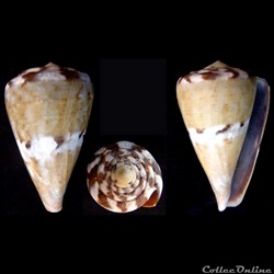 Rhizoconus namocanus (Hwass, 1792)