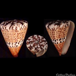 Rhizoconus capitaneus (Linnaeus, 1758)