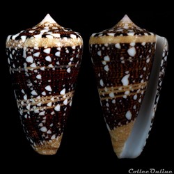 Cylindrus ammiralis (Linnaeus, 1758)
