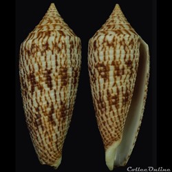Phasmoconus (Phasmoconus) australis (Holten, 1802)