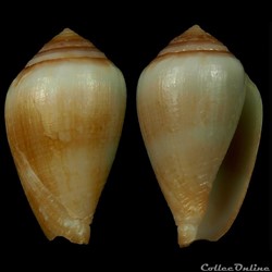 Californiconus californicus (Reeve, 1844)