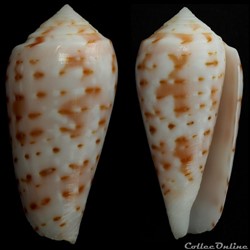 Textilia (Textilia) timorensis (Hwass, 1792)