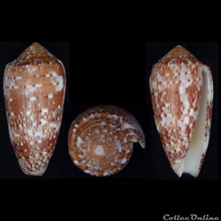 Pionoconus floccatus (Sowerby I, 1841)