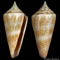 Fumiconus dictator (Melvill, 1898)