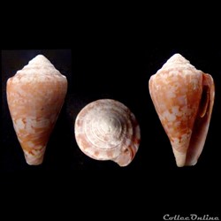 Floraconus (Ketyconus) tinianus (Hwass in Bruguière, 1792)