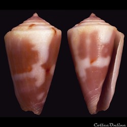 Dauciconus (Purpuriconus) magnottei (Petuch, 1987)