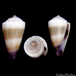 Lividoconus (Calamiconus) sugillatus (Reeve, 1844)